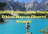 Wildlife Conservation Tourism: Ethical Ways to Observe Animals
