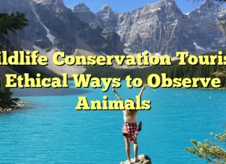 Wildlife Conservation Tourism: Ethical Ways to Observe Animals