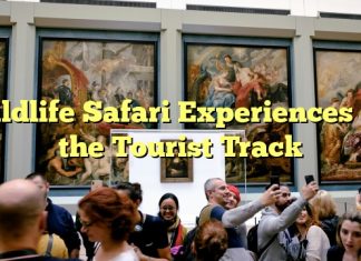 Wildlife Safari Experiences Off the Tourist Track