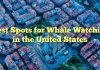 Best Spots for Whale Watching in the United States