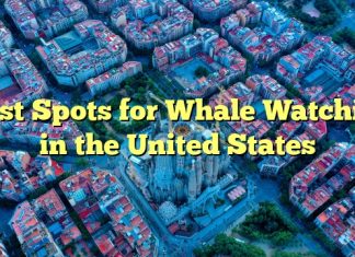 Best Spots for Whale Watching in the United States