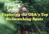 Exploring the USA’s Top Birdwatching Spots