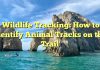 Wildlife Tracking: How to Identify Animal Tracks on the Trail