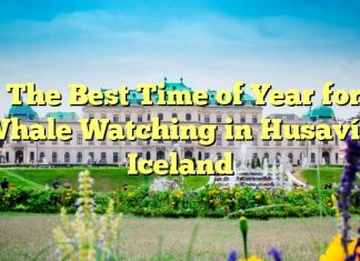 The Best Time of Year for Whale Watching in Husavík Iceland