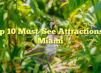 Top 10 Must-See Attractions in Miami