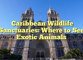 Caribbean Wildlife Sanctuaries: Where to See Exotic Animals